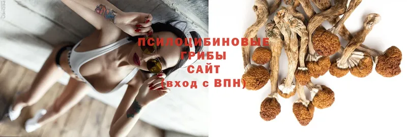 Псилоцибиновые грибы Psilocybe  наркота  Таганрог 